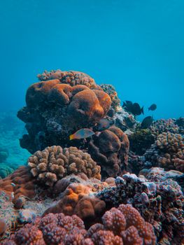 Explore a vibrant coral reef teeming with marine life under clear blue waters