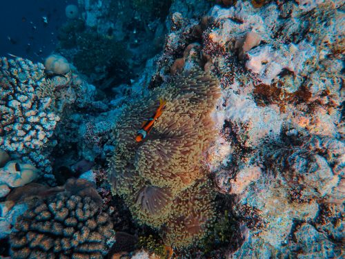 Free A colorful clownfish swimming near coral reefs in an underwater scene. Stock Photo