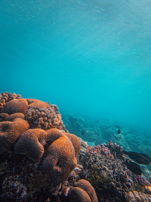 Brown Coral Reef in Blue Water