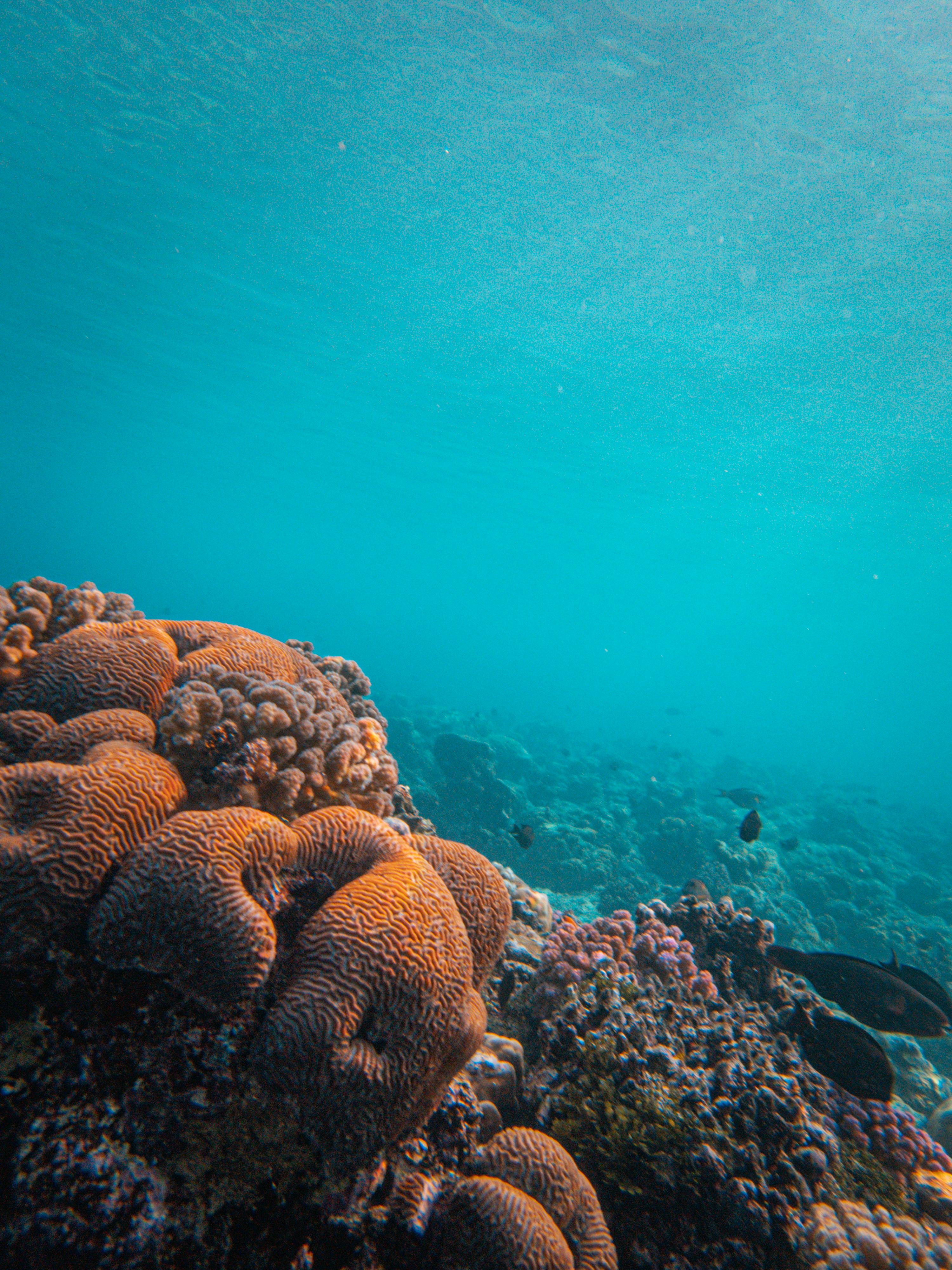 Undersea landscape of coral reef · Free Stock Photo