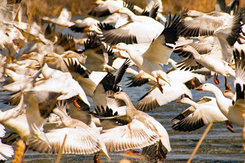 Flock of Birds Over Water
