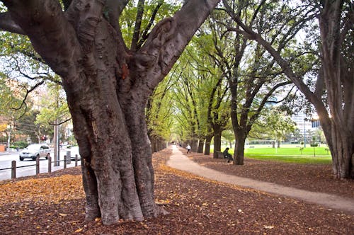 Základová fotografie zdarma na téma mír, park, večer