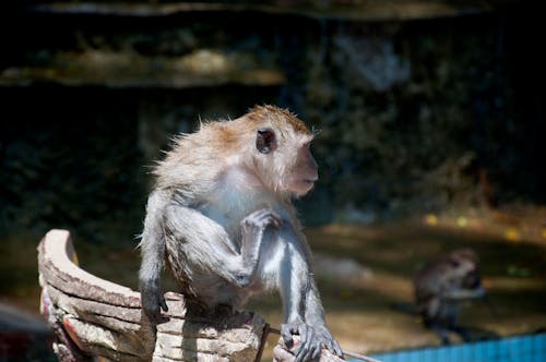 Kostenloses Stock Foto zu affe, thailand