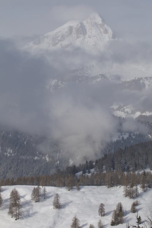 Pine trees on Snow Covered Mountains