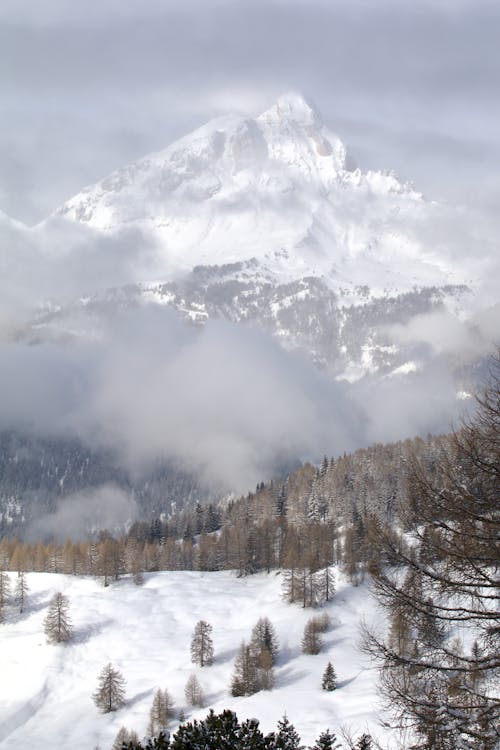 Foto d'estoc gratuïta de alps, amb boira, arbres