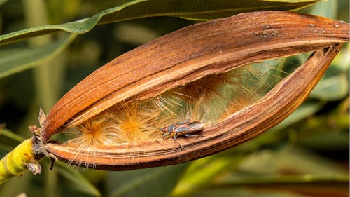 곤충, 동물, 벌레의 무료 스톡 사진