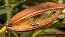 Detailed close-up of a small insect on an open seed pod with fluffy seeds.