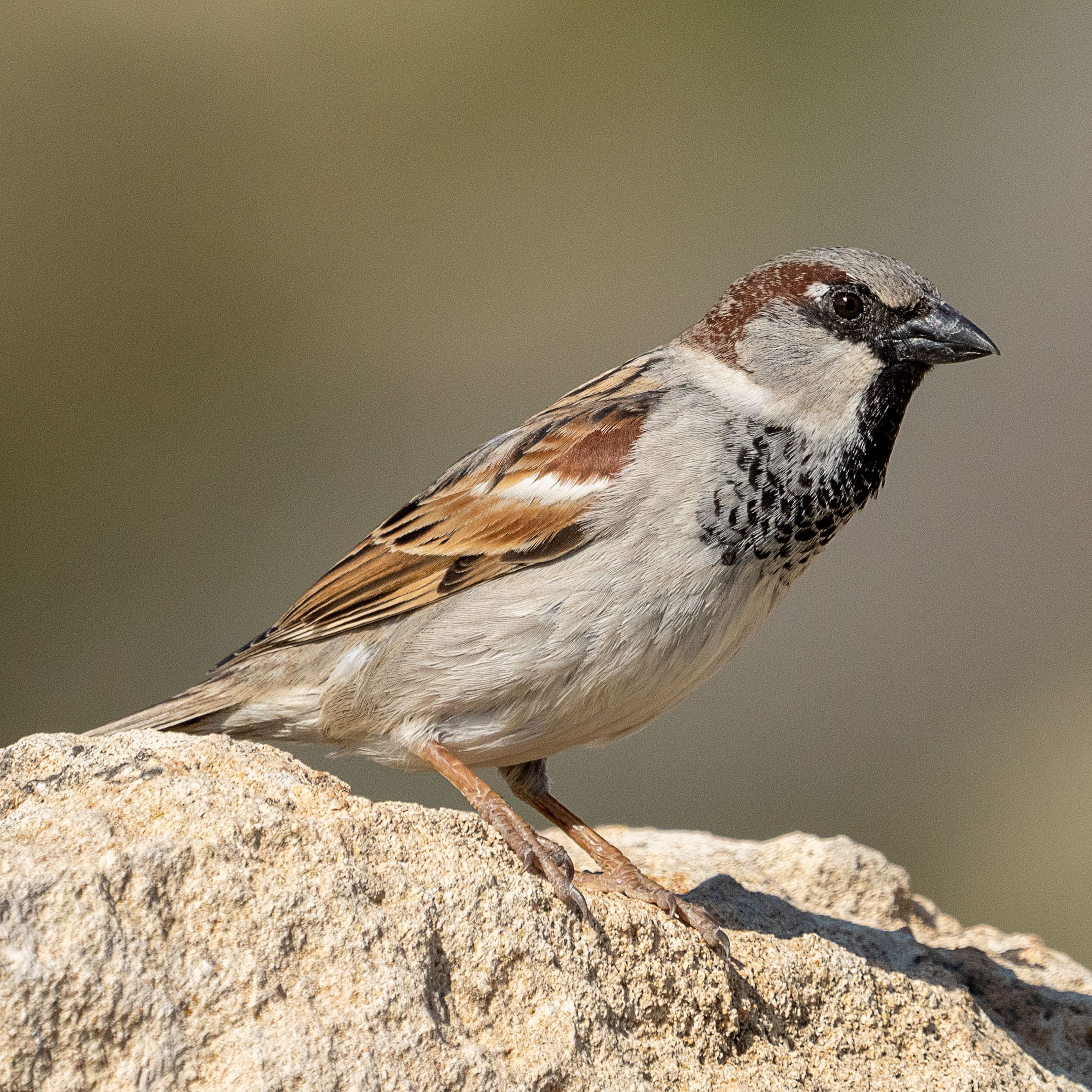 A Sparrow Perched on a Rocky Surface