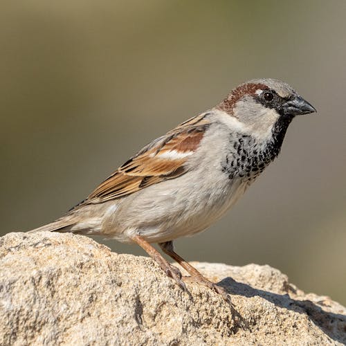 Free A Sparrow Perched on a Rocky Surface Stock Photo