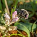 Free stock photo of bee, bumblebee, flora