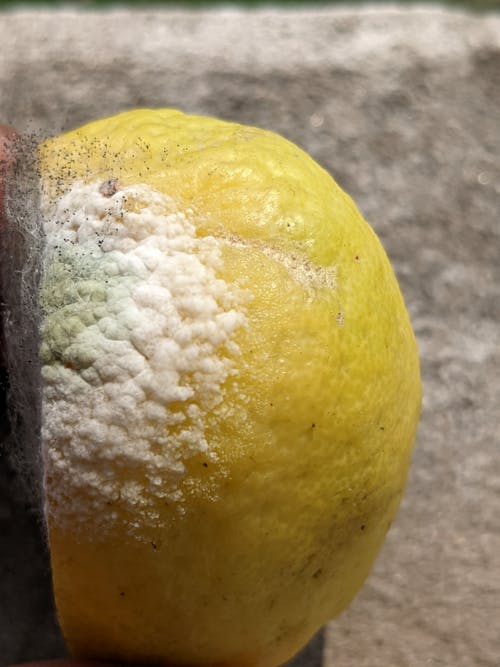 Fotos de stock gratuitas de hongo, limón