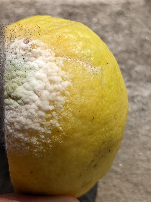 檸檬, 真菌, 黄柠檬 的 免费素材图片