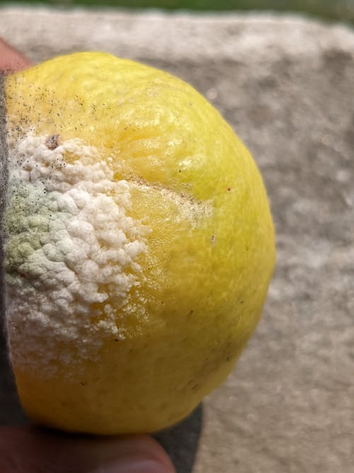檸檬, 真菌, 银耳 的 免费素材图片