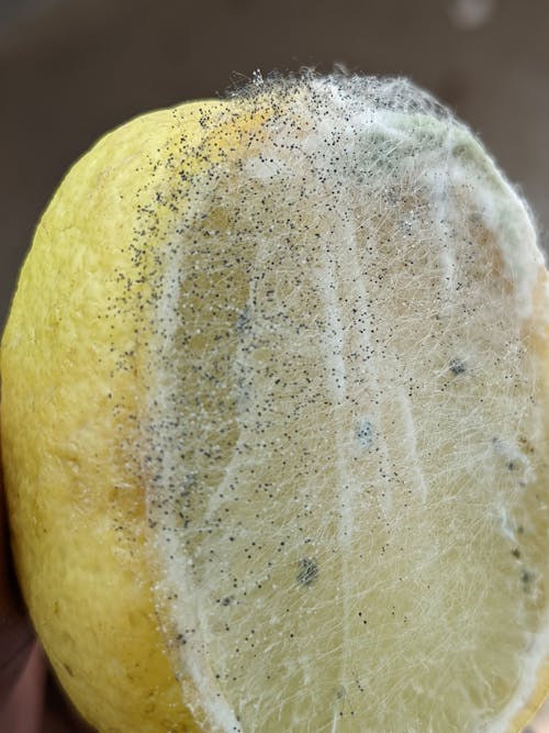 균류, 레몬, 황색 레몬의 무료 스톡 사진
