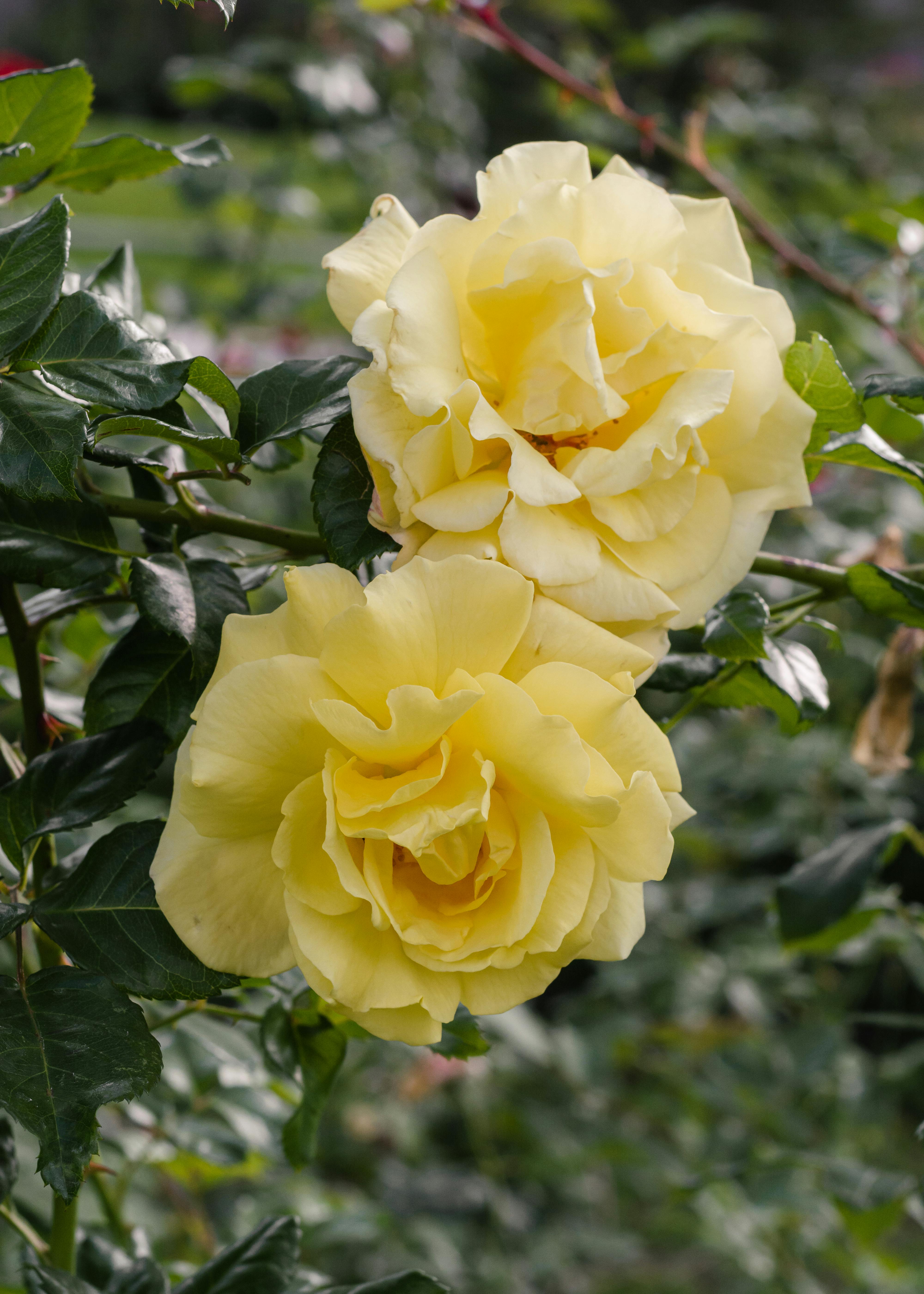 Small Cap Aktien Analyse