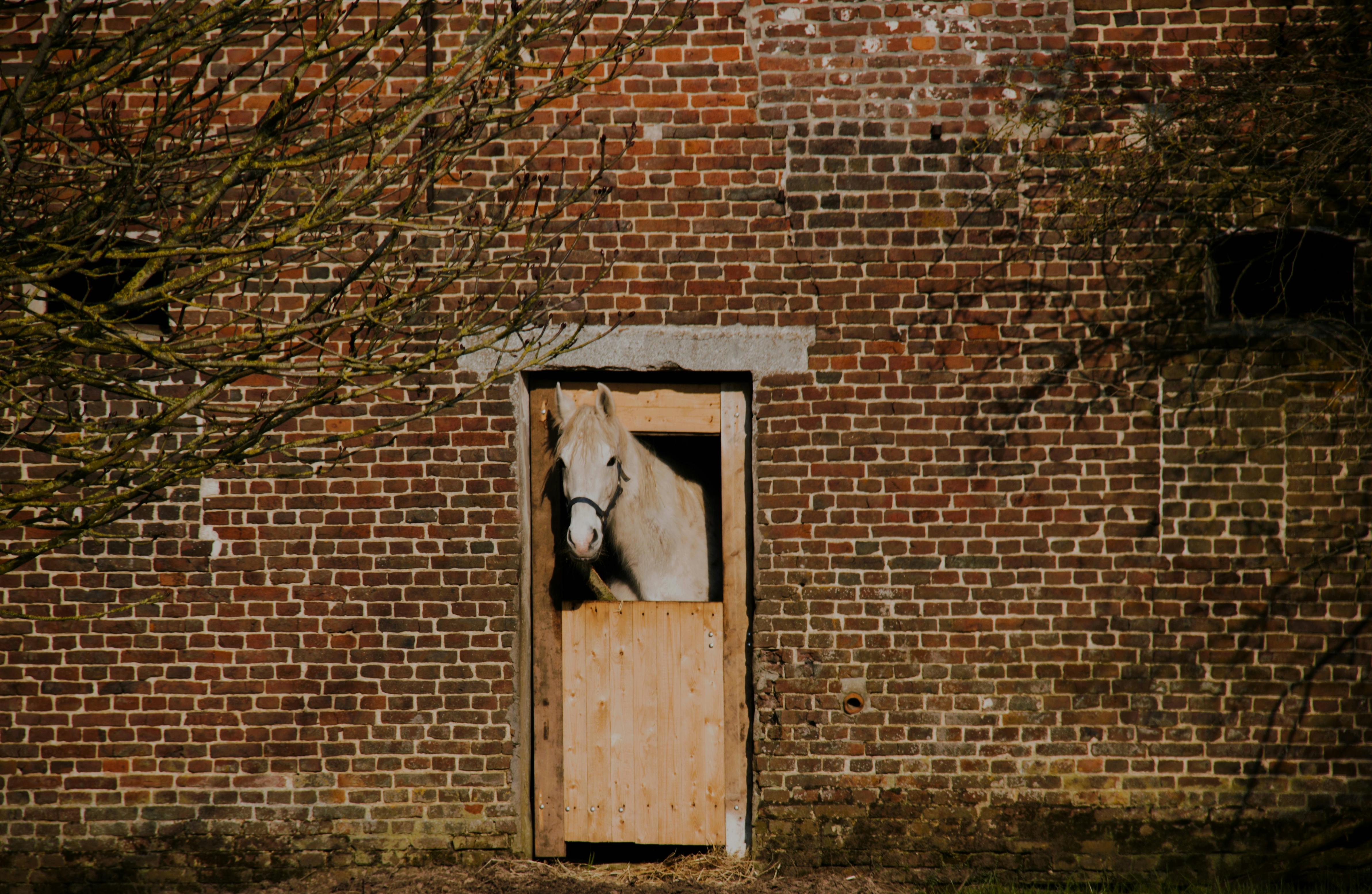 A serene white horse peeks out of a rustic brick barn doorway, exuding rural charm.