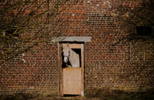 Free A serene white horse peeks out of a rustic brick barn doorway, exuding rural charm. Stock Photo