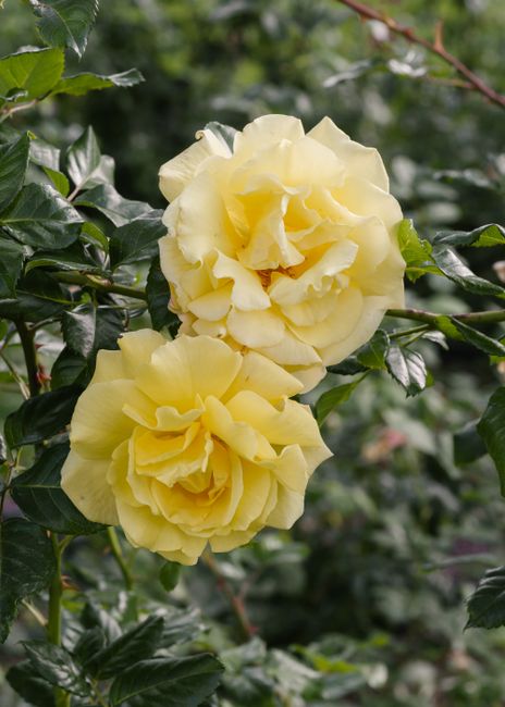Vibrant yellow roses in full bloom against green foliage, captured in an outdoor garden setting.