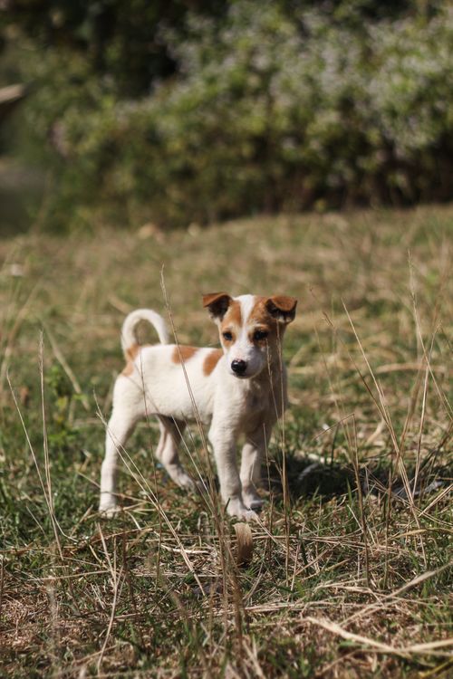 Free Adorable puppy exploring a sunny grass field, exuding cuteness and curiosity. Stock Photo