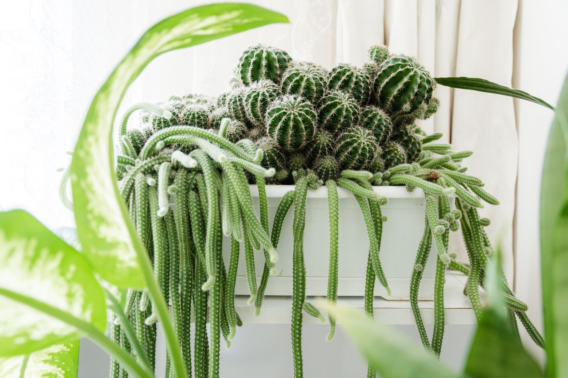 Beautiful display of various cacti plants in a white pot, adorned with vibrant green foliage indoors.