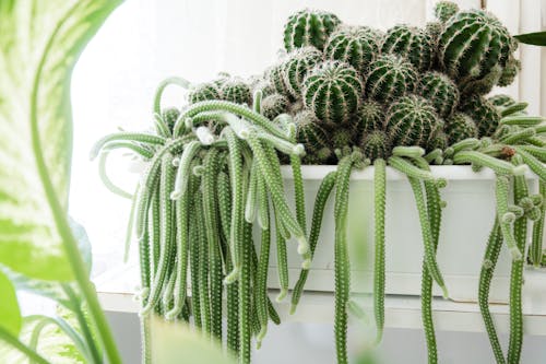 Green Cactus Plant on White Pot