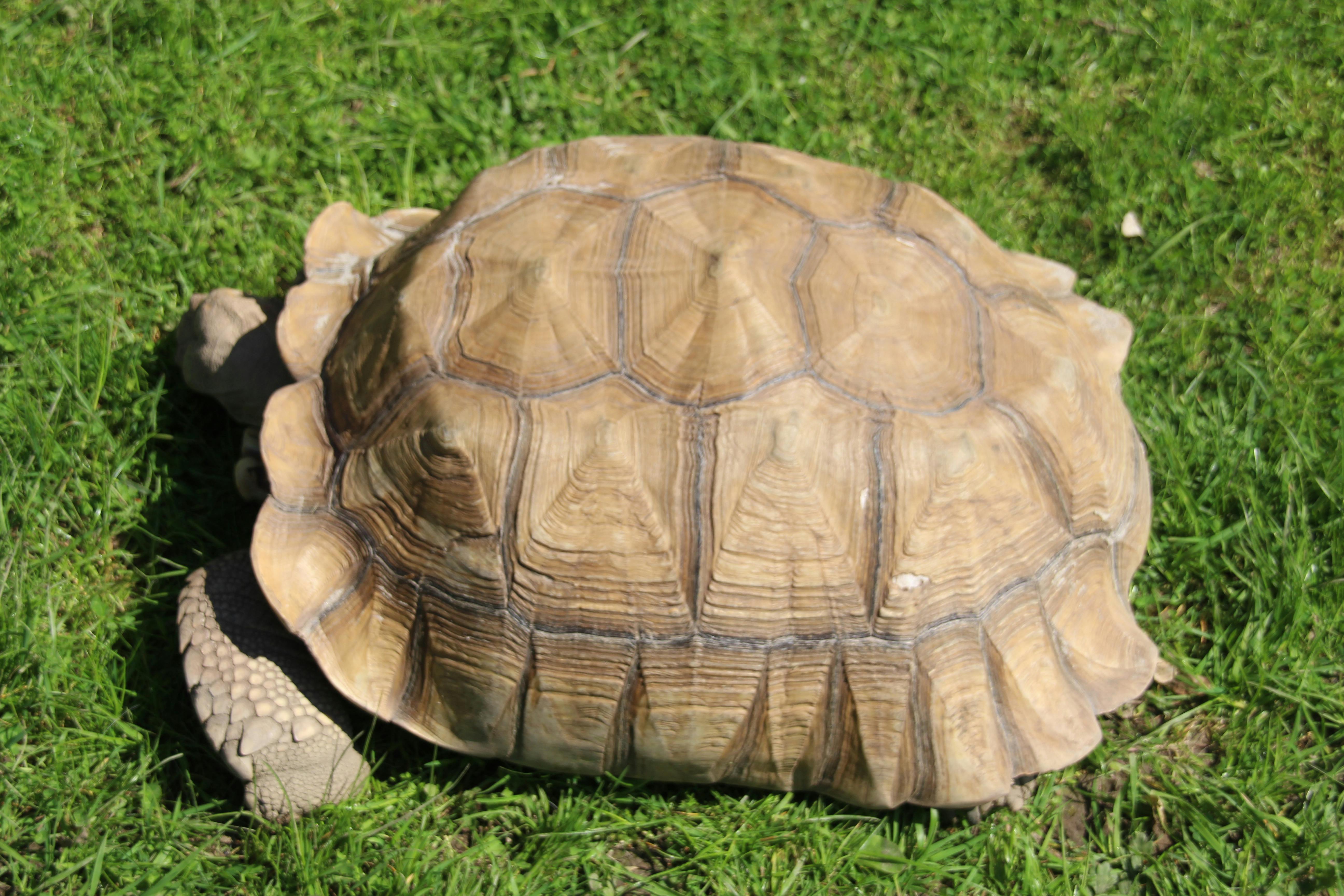 Free stock photo of African spur tortoise, animal, Safari Park