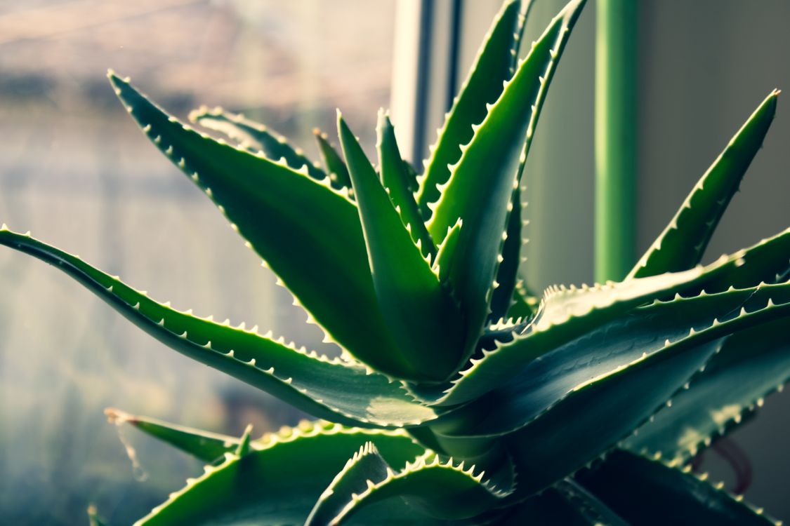 aloe vera saft erfahrungsberichte sovita Bio Aloe Vera Saft