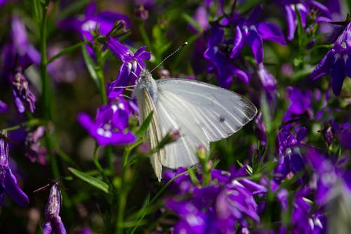Free Butterfly Perched on Purple Flowers in Macro Photography Stock Photo