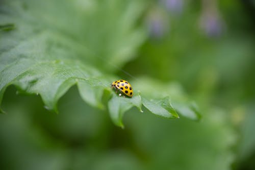 Close-Up Shot of a Yellow Ladybug Perched on a Leaf