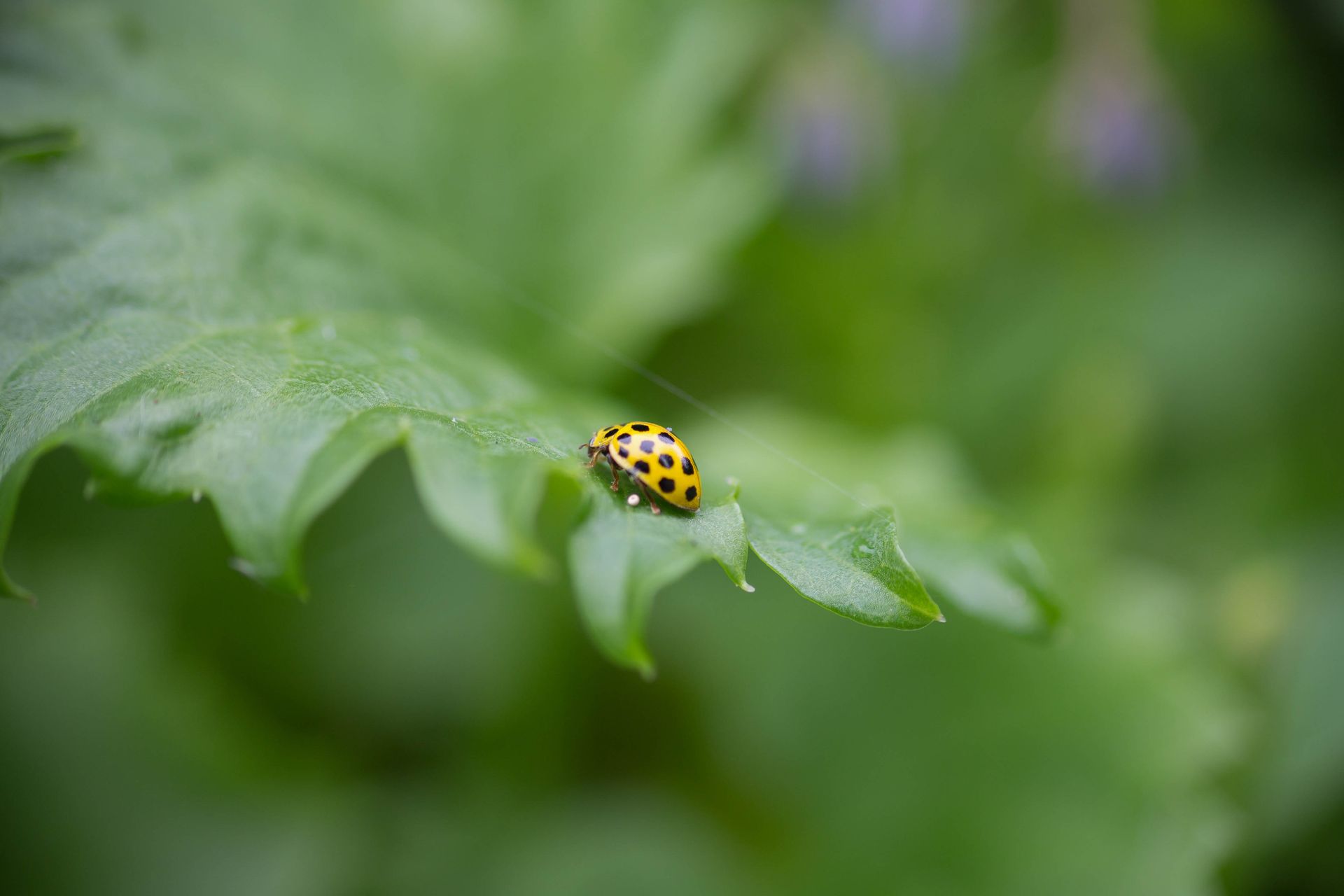 Close-up of a yellow ladybug on a green leaf with a blurred background.