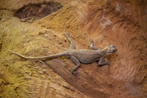 Photos gratuites de agama lionotus, balances, écailleux