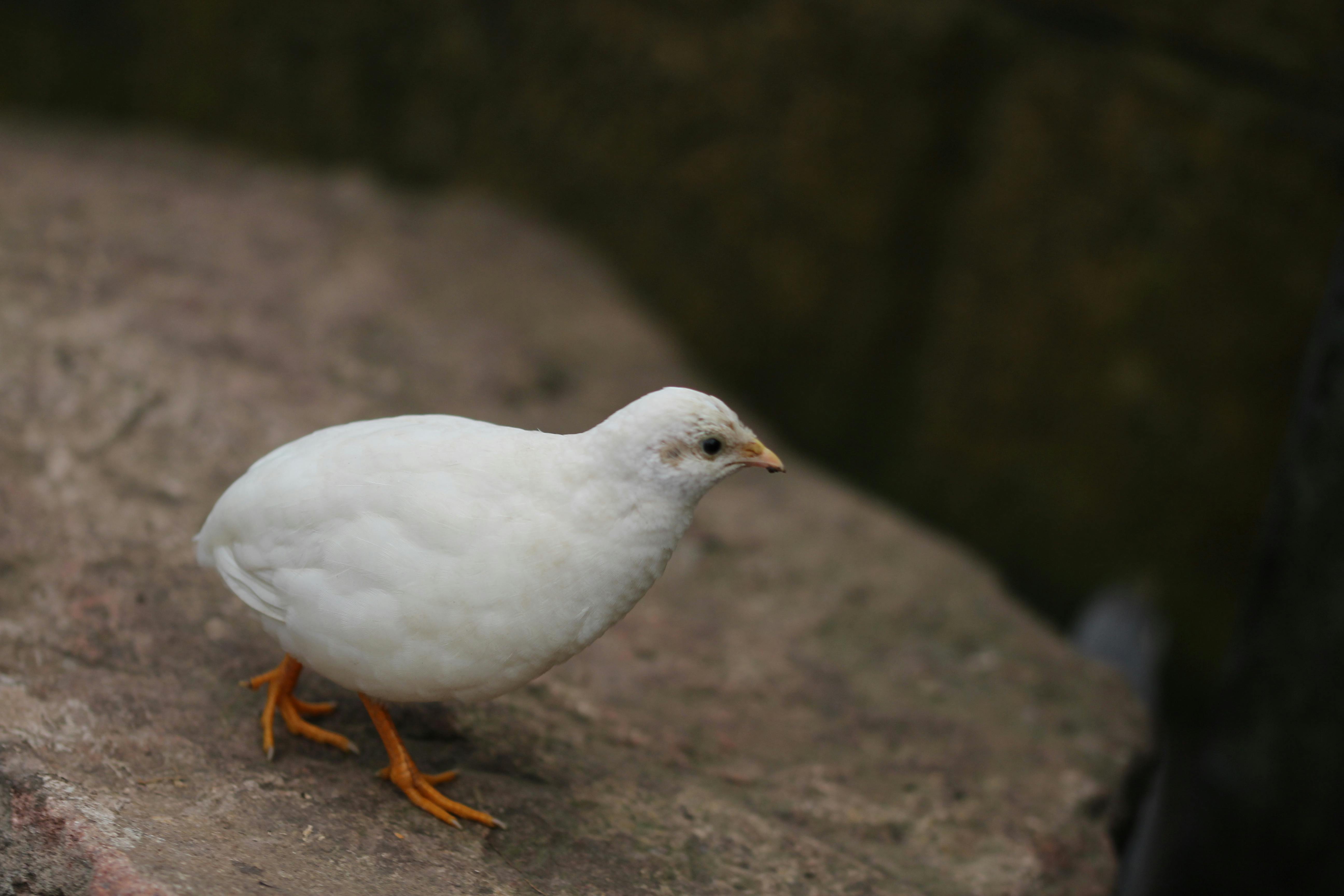 Free Stock Photo Of Quail Rock