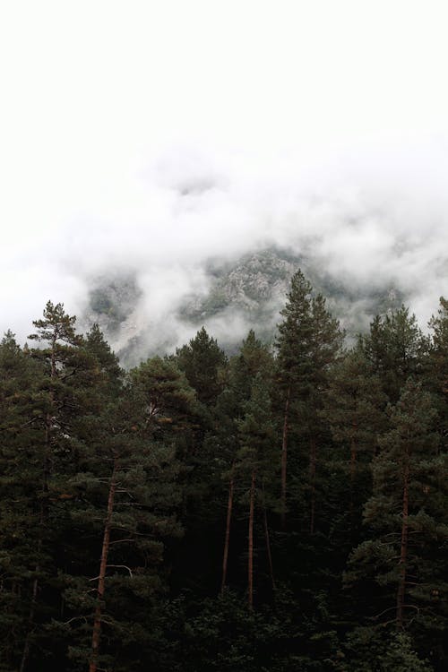 垂直ショット, 山, 常緑樹の無料の写真素材