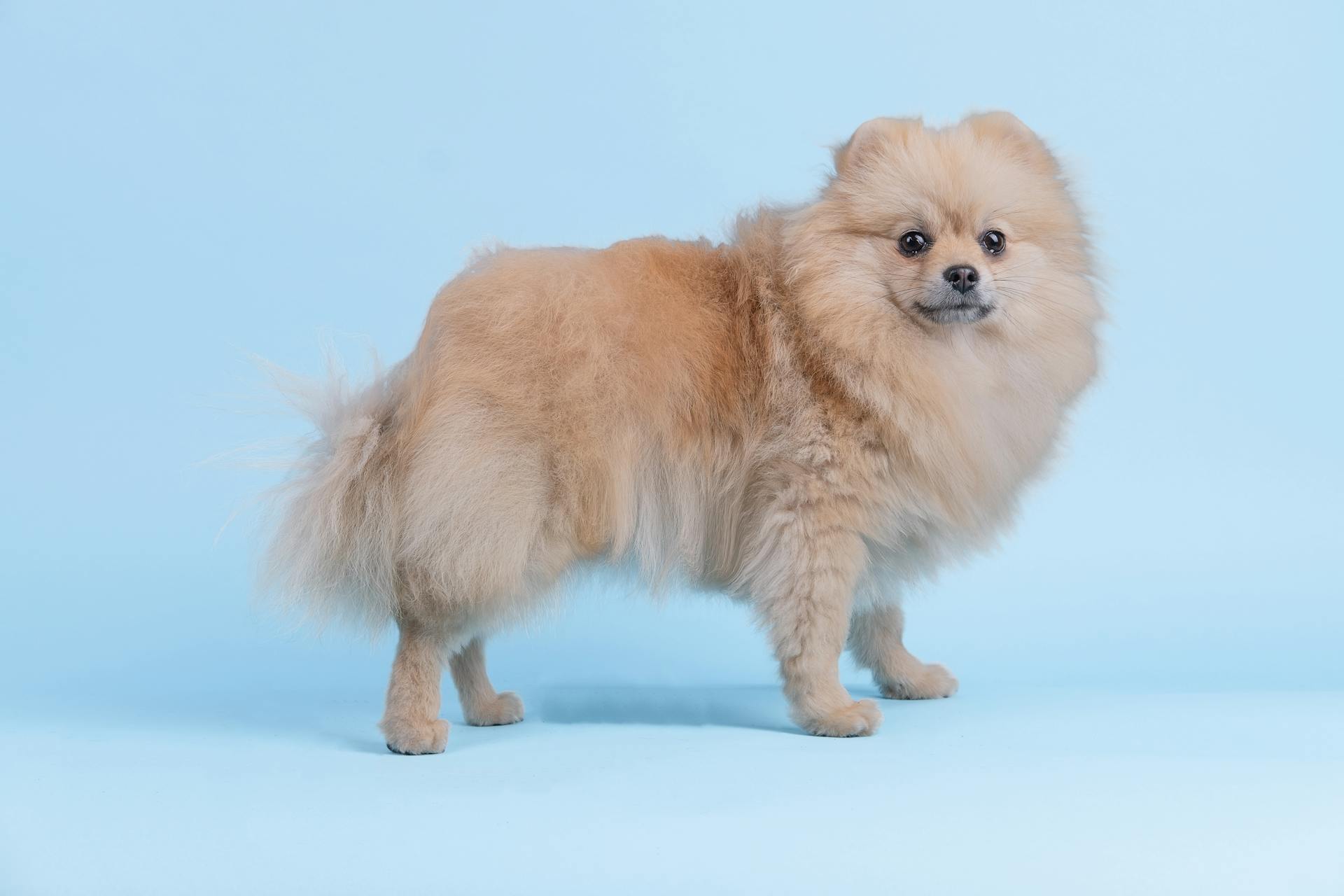 Adorable Brown Pomeranian Puppy