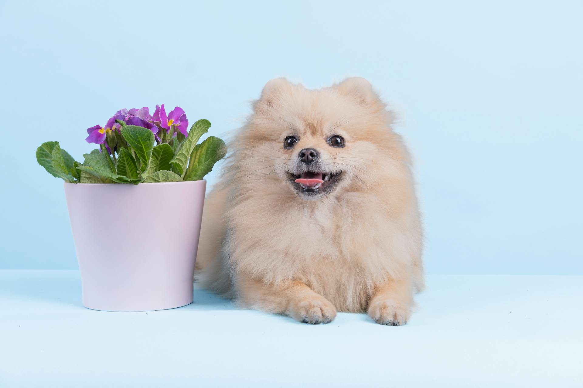 Adorable Brown Pomeranian Puppy beside a Flower Vase