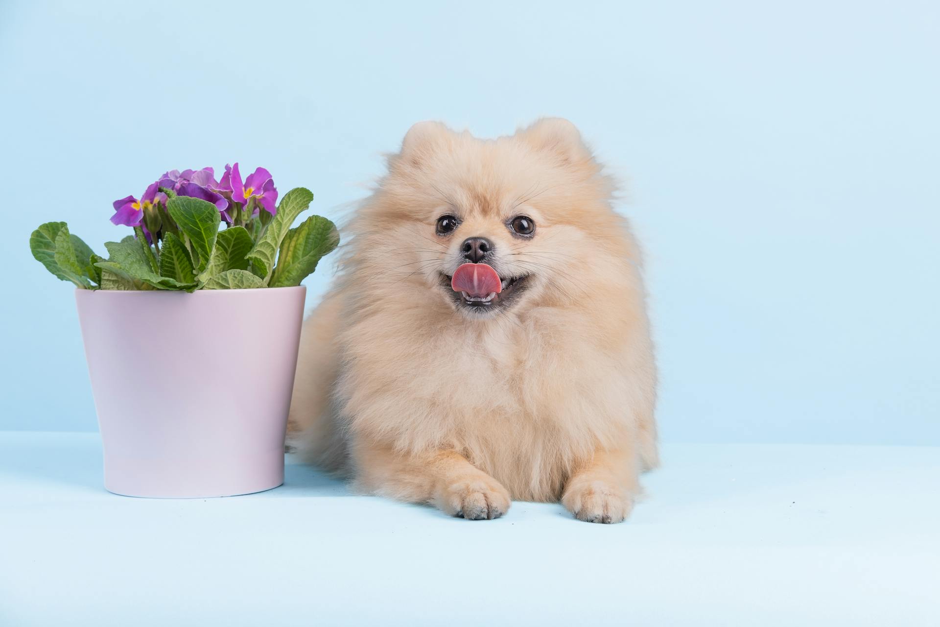 Adorable Brown Pomeranian Puppy beside a Flower Vase