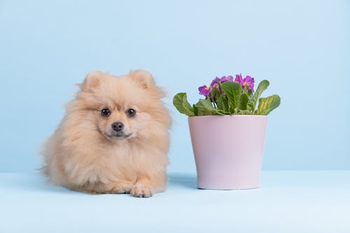 Adorable Brown Pomeranian Puppy beside a Flower Vase