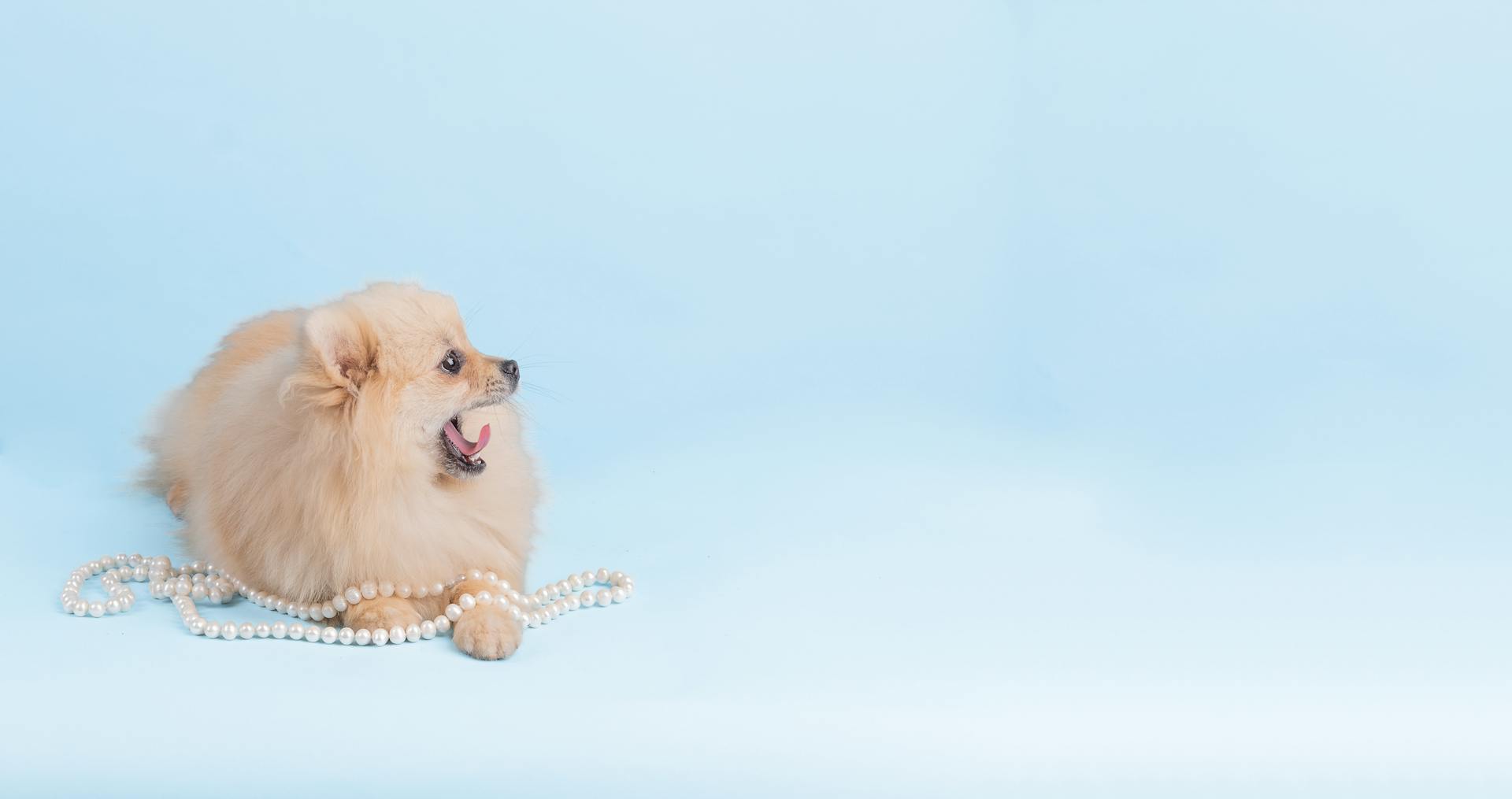 Adorable Brown Pomeranian