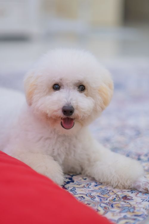 Free A cute Bichon Frise dog lying on a colorful rug indoors, looking playful. Stock Photo