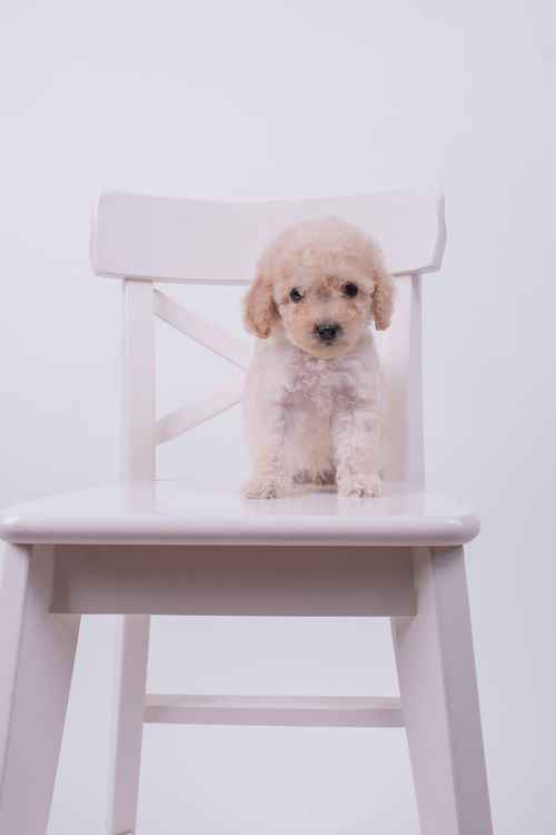 Free Adorable white poodle puppy sitting on a white chair against a plain background. Stock Photo