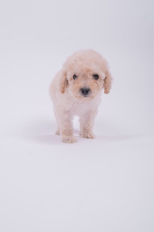 Adorable White Poodle Puppy
