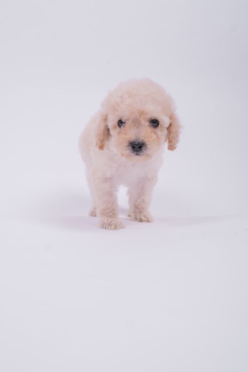 Free Cute poodle puppy posing against white background in a studio setting. Perfect for pet lovers. Stock Photo