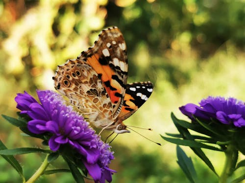 Бесплатное стоковое фото с бабочка, макросъемка, на жердочке