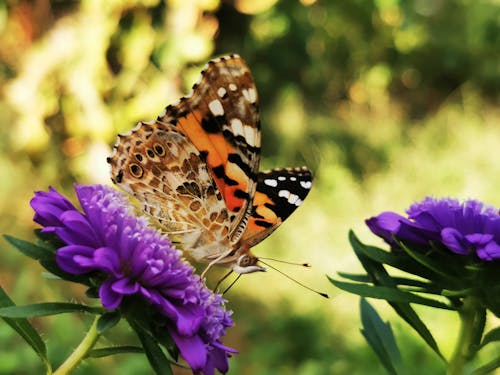 Foto profissional grátis de artrópode, borboleta, empoleirado