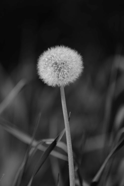 Free stock photo of dandelion, dandelion seed