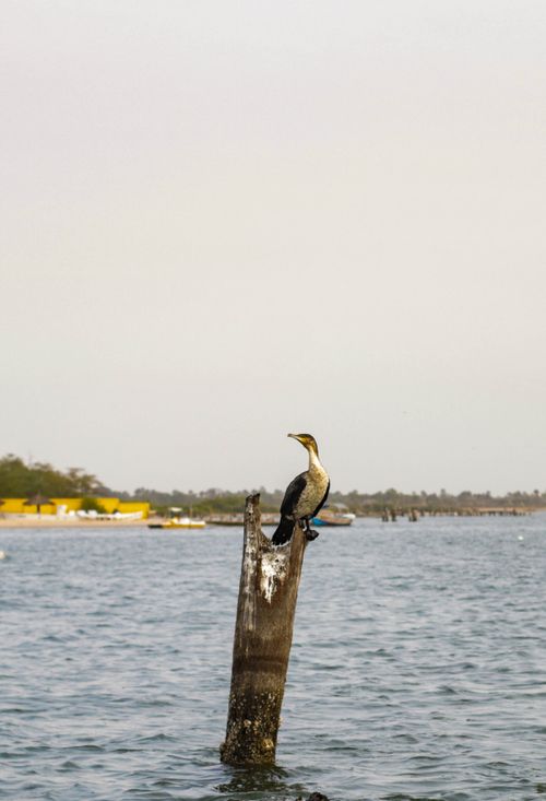 Free A cormorant sits on a wooden post by the water in Senegal, offering a serene coastal view Stock Photo