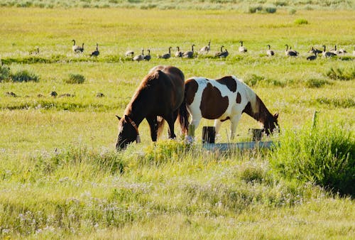 Horses Eating Grass 