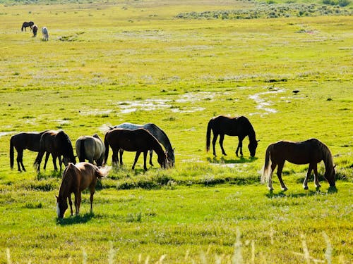 Black and Brown Horses Eating Grass on Green Grass Field