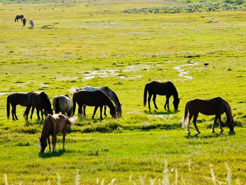 Free Horses grazing peacefully in a vast, sunlit green pasture, showcasing rural life. Stock Photo
