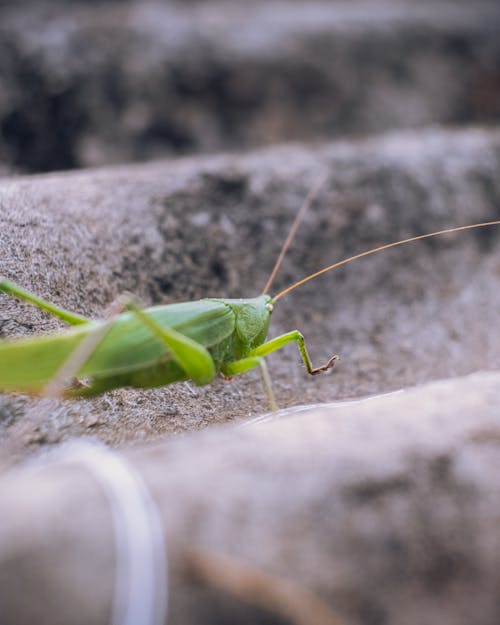 Ingyenes stockfotó gyufa feje, makró, rovar témában